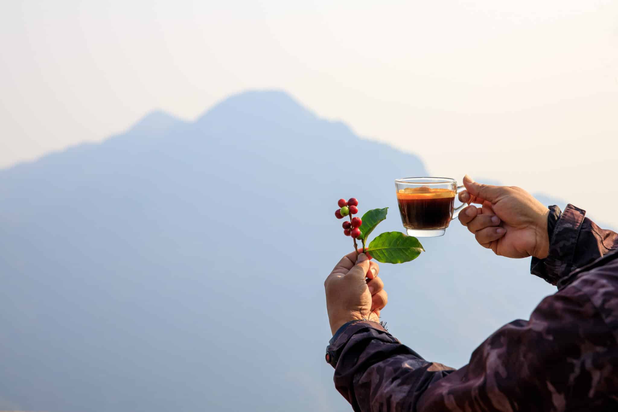Le café Fairtrade équitable et bio