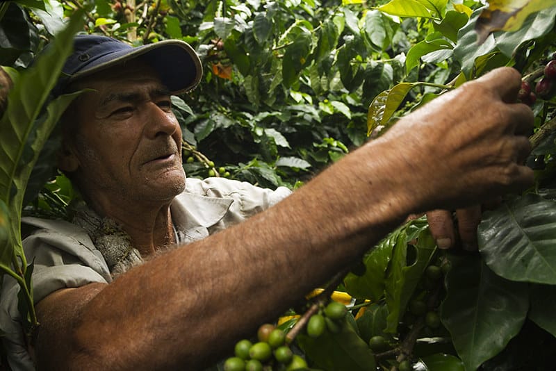 café agroforestier