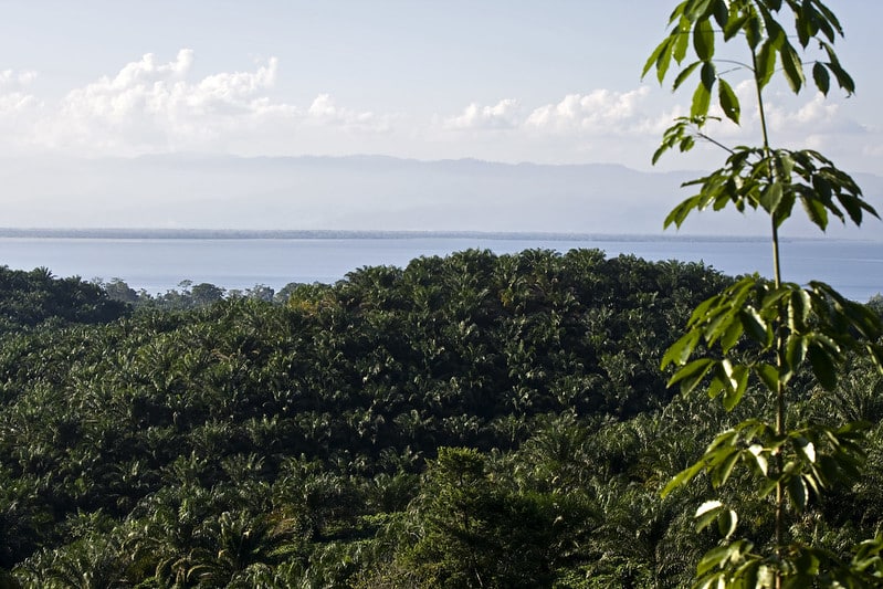 Le café du Guatemala, un héritage de saveur