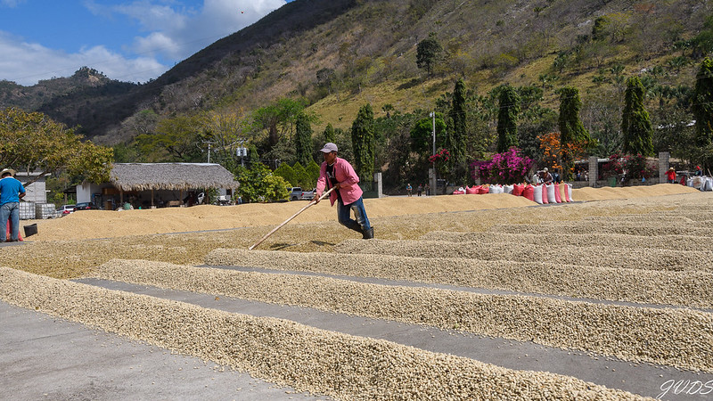 culture durable du café Guatémaltèque