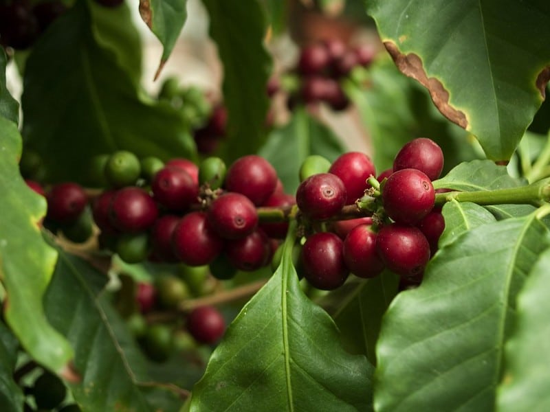 café cultivé à l'ombre