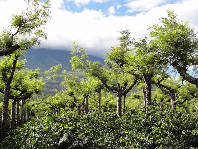 agroforesterie du café